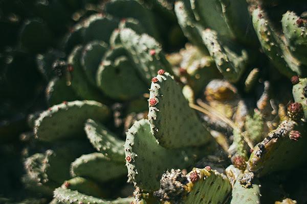 photo of beavertail cactus