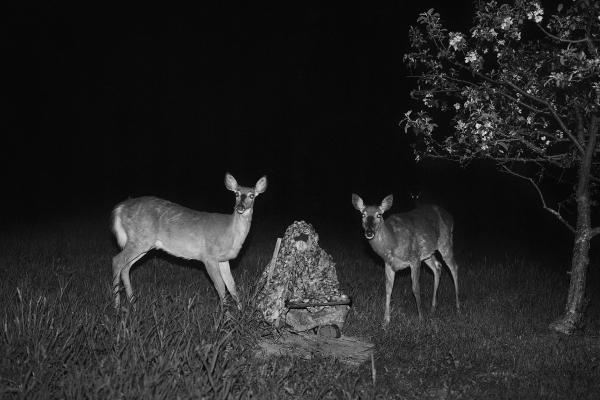 Black and white image of a person in camouflage sitting between two deers, at nighttime