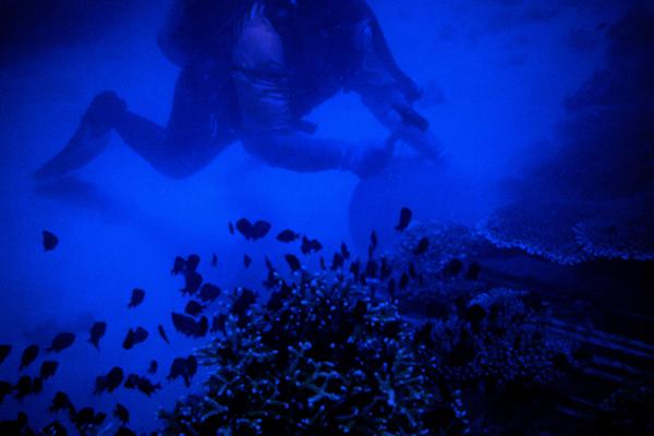 A blue-and-black film still of a diver working above a coral embankment. A school of fish is clustered at the bottom of the image. The diver is working with their hands, but it is difficult to distinguish what object they are holding. 