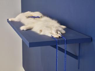 Installation view of a white arctic fox fur on a blue shelf against a blue wall. From the eye holes of the fox off the edge of the shelf descend strings of blue beads, like tears.