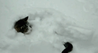 gif of a cat submerged in a snowbank, wiggling its tail