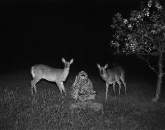 Black and white image of a person in camouflage sitting between two deers, at nighttime