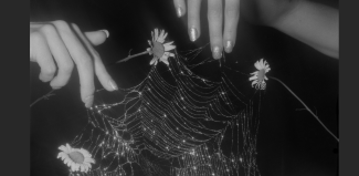 Black and white image featuring several hands holding a spider web with dew drops on it, surrounded by flowers.