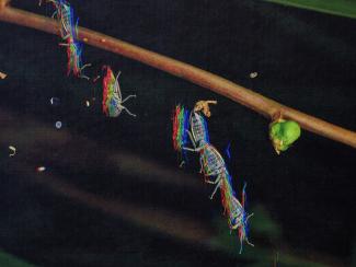 A dark, abstract image featuring intertwined green leaves on a black background with scattered colourful, iridescent specks, insects, and a single red flower.