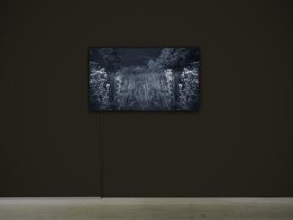 Framed black-and-white video installation of a meadow at night, with tall grass and trees under a starry sky, mounted on a dark wall. 