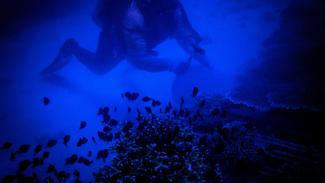 A blue-and-black film still of a diver working above a coral embankment. A school of fish is clustered at the bottom of the image. The diver is working with their hands, but it is difficult to distinguish what object they are holding. 